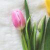 two tulips and one yellow tulip on a white background